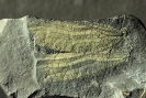 Urlibelle Erasipterella piesbergensis