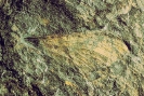 Insekt Piesbergala leipnerae