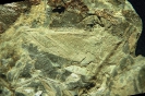 Karbon