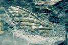 Insekt Pyebrodia martinsnetoi (Holotypus)