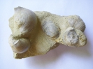Pycnodonte vesicularis