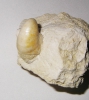 Muschel Pycnodonte vesicularis