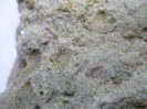 Rippenknochenreste von Osteolepidae
