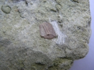 Osteolepis sp.