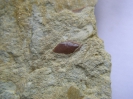 Osteolepis baltica (Vorobyeva, 2004)