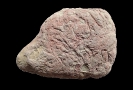 turbiditischer Sandstein mit Ostracode