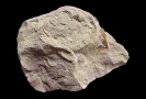 turbiditischer Sandstein mit Ostracode