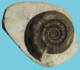 Prodactilioceras davoei (8 cm Dm)