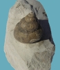 Pleurotomaria anglica (4 cm)