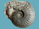 Amaltheus magaritatus (8 cm Dm)
