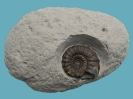 Androgynoceras maculatum (3,5 cm Dm)