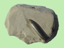 Passaloteuthis sp. (?) (Rostrum 3,5 cm)