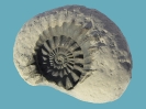 Androgynoceras intracapricornus (10 cm Dm)