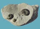 Amaltheus magaritatus