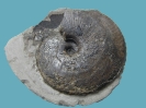 Tragophylloceras undulatum (6 cm Dm)