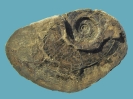 Amaltheus engelhardti (15 x 10 cm)