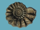 Androgynoceras (Oistoceras) angulatum (7 cm Dm)