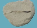 Hastites clavatus, (Rostrum 4 cm, mit Alveole)