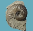 Amaltheus magaritatus (5 cm Dm)