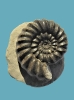 Androgynoceras maculatum (5 cm Dm)