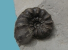 Beaniceras sp. (2 cm Dm)