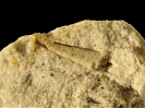 Hyolithes teretiusculus (Linnarsson, 1871)