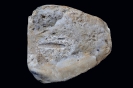 Ichnofossil 