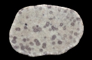 Spurenfossil Scolithos linearis (Haldeman, 1840)