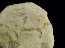 Spurenfossil Syringomorpha nilssoni (Torell, 1868)