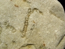 Spurenfossil Syringomorpha nilssoni (Torell, 1868)