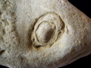 Spurenfossil Monocraterion cf. tentaculatum (Torell, 1870)