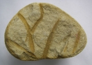 Spurenfossil sp.