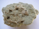 Oberkreide