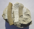 Ammonit Scalarites cf. turoniensis