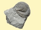 Pycnodonte vesicularis im Arnager-Kalk 