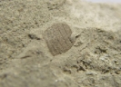 Unterkreide