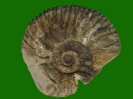 Ammonit Polyptychites varlheidensis (Kemper)