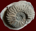 Ammonit Deshaysites fissicostatus