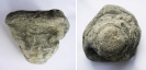 Spurenfossil - Steinkerne von Mündungstrichtern