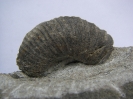 Ammonit Pseudocrioceras sp.