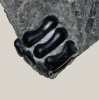 Zahnplatte von Coelodus münsteri