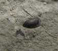 Coleoptera - Schwimmkäfer-Flügeldecke (Hydrophilidae)