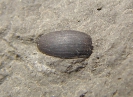 Coleoptera - Schwimmkäfer-Flügeldecke (Hydrophilidae)