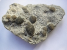 Muscheln Neomiodon und Zahnkrone Lepidotes mantelli