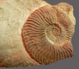 Ammonit Endemoceras noricum