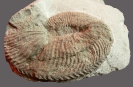 Ammonit Endemoceras noricum