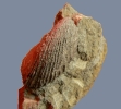 Muschel Pholadomya (kompaktiert)