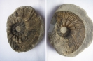 Ammonit Prodichotomites hollwedensis (Vorder- und Rückseite)