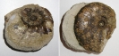 Ammonit Prodichotomites hollwedensis (Vorder- und Rückseite)