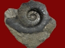 Ammonit Platylenticeras heteropleurum